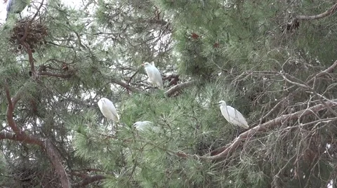 The herons (Ardeidae) Stock Footage 64766279