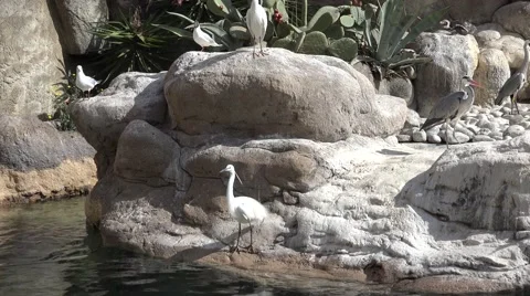 The herons (Ardeidae) on rock Stock Footage 64766280