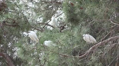 The herons (Ardeidae) siting on a tree. Stock Footage 64766302