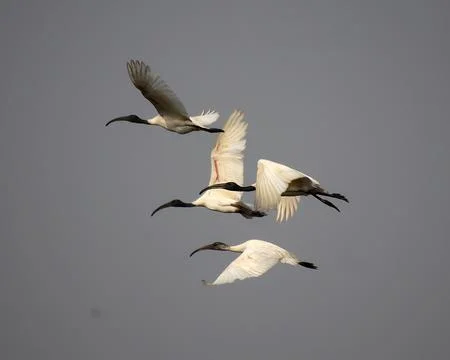 Herons are flying Stock Photos