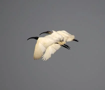 Herons are flying Stock Photos