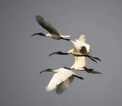 Herons are flying Stock Photos