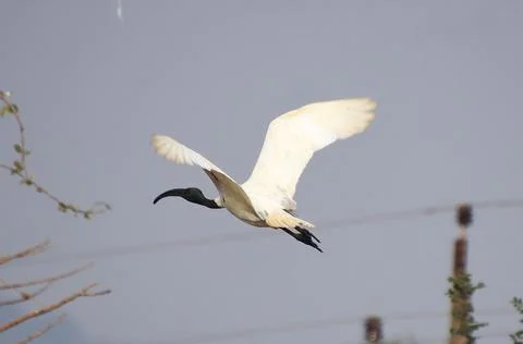 Herons are flying Stock Photos