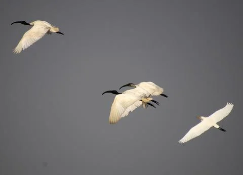 Herons are flying Stock Photos