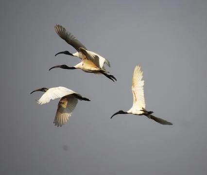 Herons are flying Stock Photos