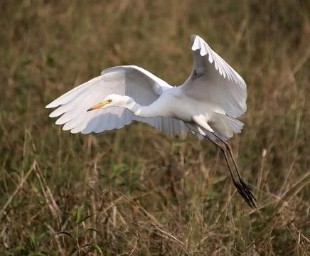 Herons are flying Foto stock