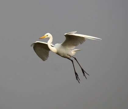 Herons are flying Stock Photos