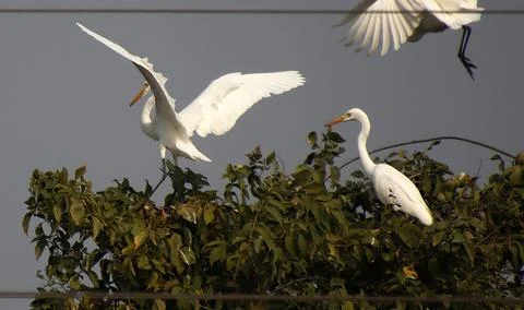Herons are flying Stock Photos
