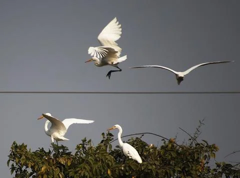 Herons are flying Stock Photos