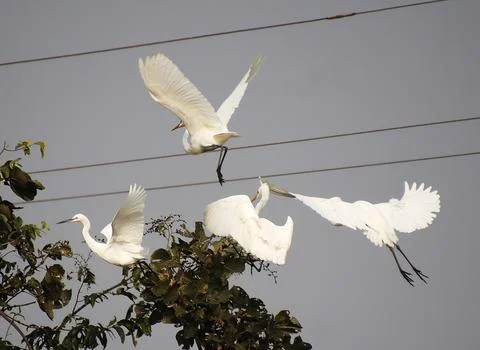 Herons are flying Stock Photos