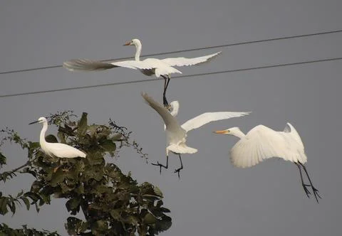 Herons are flying Stock Photos