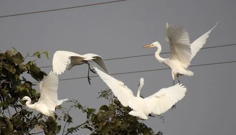 Herons are flying Stock Photos