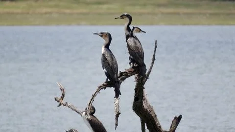 Herons on a branch Stock Photos