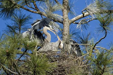Herons building nest. Stock Photos