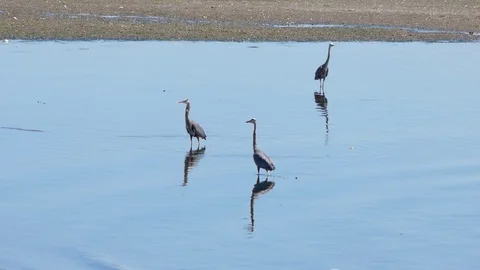 Herons Catching Fish Stock Footage 91160536