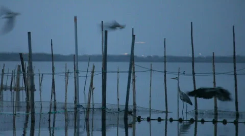 Herons at dusk 스톡 동영상 875520