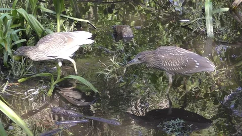 Herons in the Everglades Stock Footage 87002428