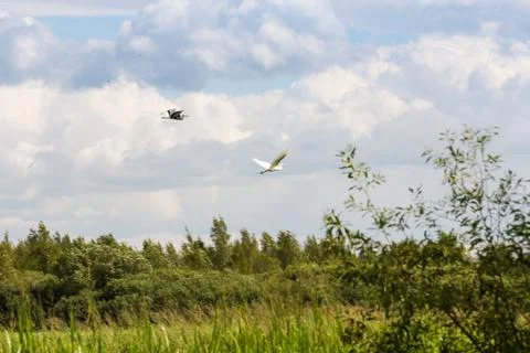 Herons in flight against the background of clouds. 库存照片