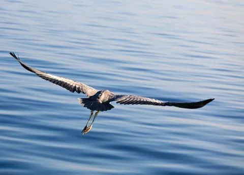 Heron's flight 스톡 사진