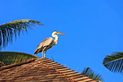Heron's flight Foto stock