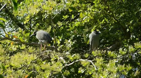 Herons in the Florida Everglades Stock Footage 10899608