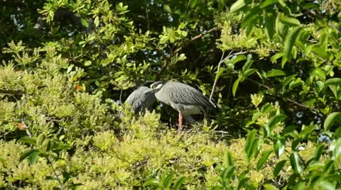 Herons in Florida Everglades Stock Footage 10908797