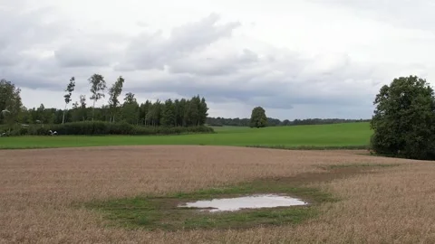 Herons fly Stock Footage 248561575