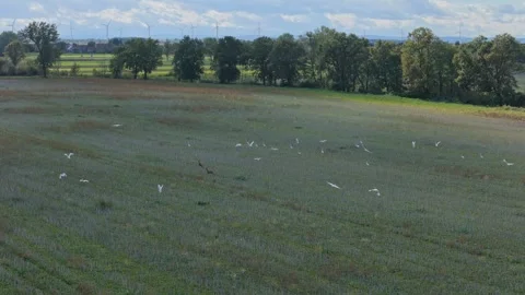Herons flying over fields, captured by a drone in slow motion. The camera f.. Video stock 287134354