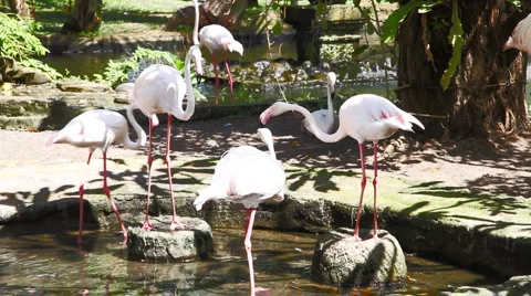 Herons 库存影片 979267