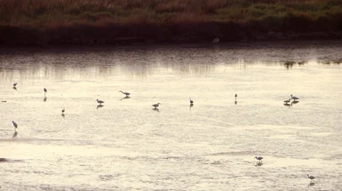 Herons Stockbeeldmateriaal 33419521