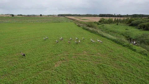 Herons Stock Footage 248561509