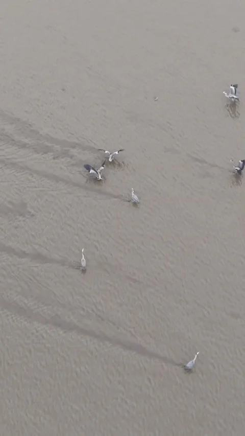 Herons Forage on Qiantang River Mudflats, Renowned for Its Spectacular Tidal 動画素材 337344341