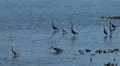 Herons, Great Blue Herons, Fish, Fishing 4k or 4k+ Resolution