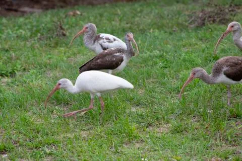 Herons on the lawn Stock-Fotos