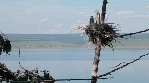 Herons in the nest Stock Footage 1007184