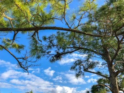Herons in a nest Foto stock