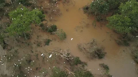 Herons nesting on submerged trees. Drone footage. Large river. Stock Footage 332260528