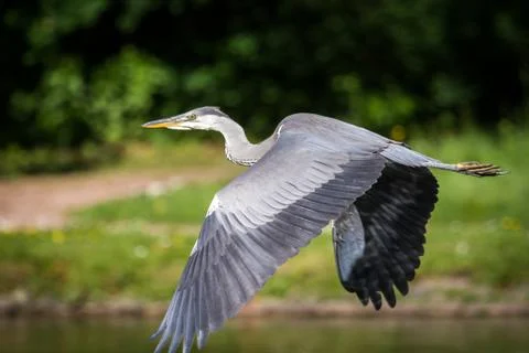 Herons Stock Photos