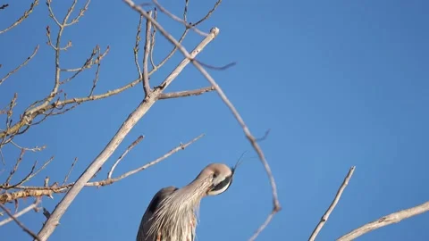 Herons preening and resting in its nest. Stock-Footage 157837045