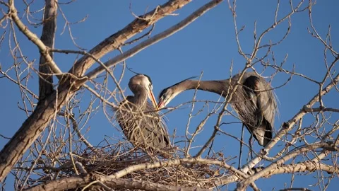 Herons preening its feathers while perched on branch.  Stock-Footage 157835836