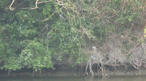 Herons resting on the branch close to the reservoir Stock Footage 63992953
