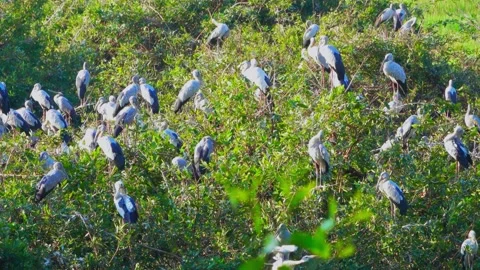 Herons Resting on a tree Stock Footage 282827814