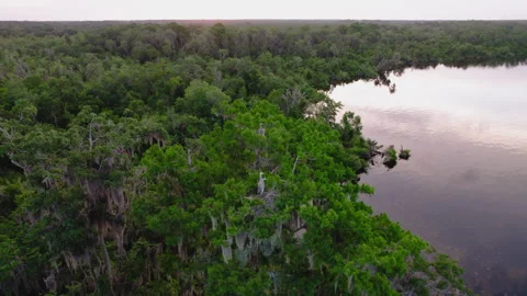 Herons roosting on treetops above river Stock Footage 243603264