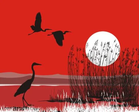 Herons on shore 스톡 일러스트