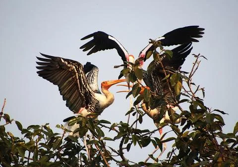 Herons sitting on a tree branch and  flying Foto stock