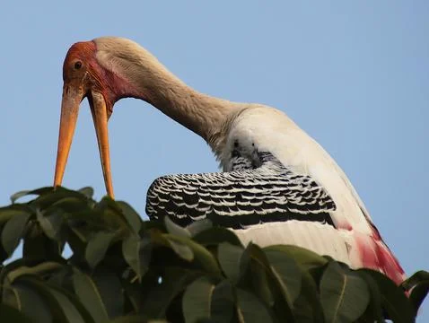 Herons sitting on a tree branch Stock Photos