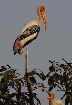 Herons sitting on a tree branch Stock Photos