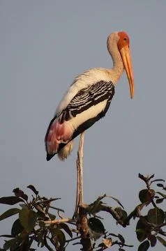 Herons sitting on a tree branch Stock Photos