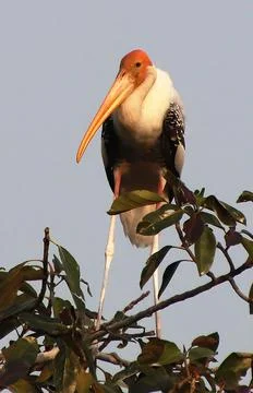 Herons sitting on a tree branch Stock Photos