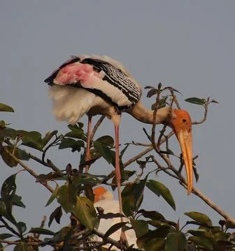 Herons sitting on a tree branch Stock Photos